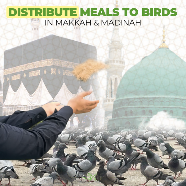 Distribute Meals To Birds In Makkah & Madinah