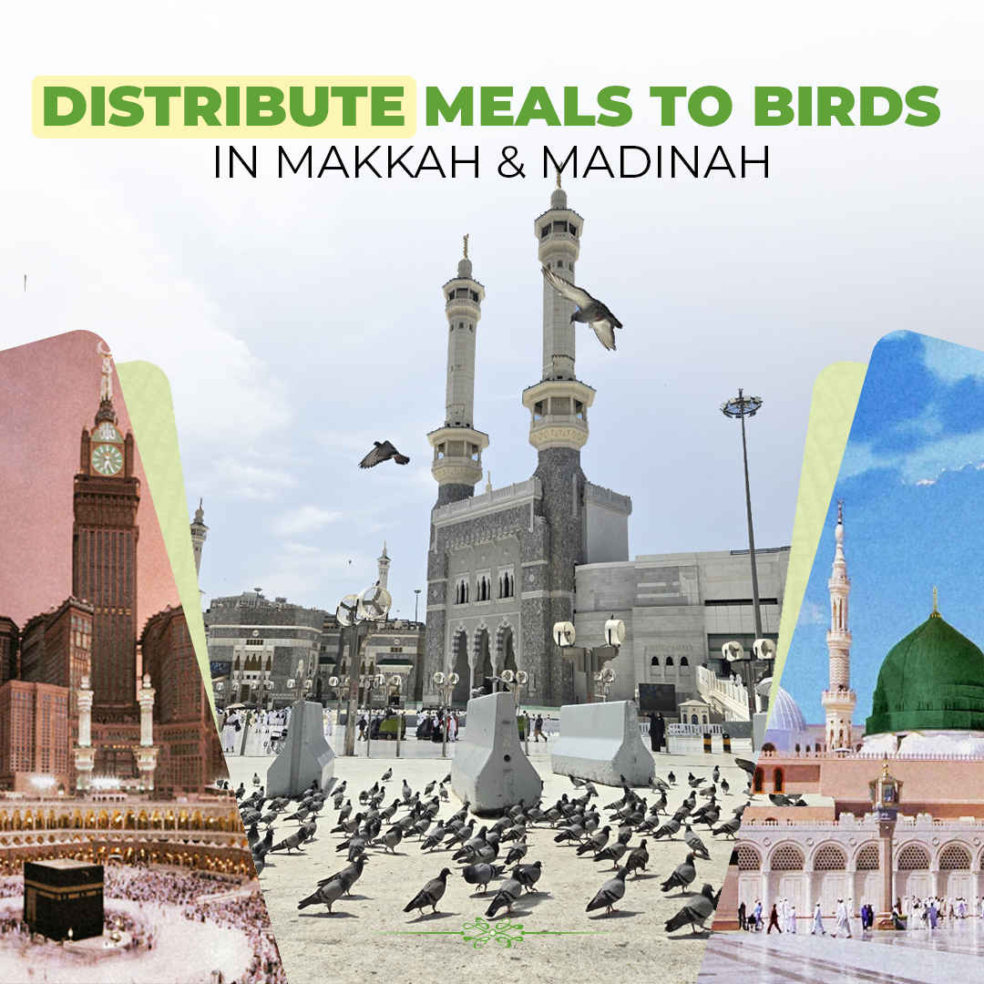 Distribute Meals To Birds In Makkah & Madinah