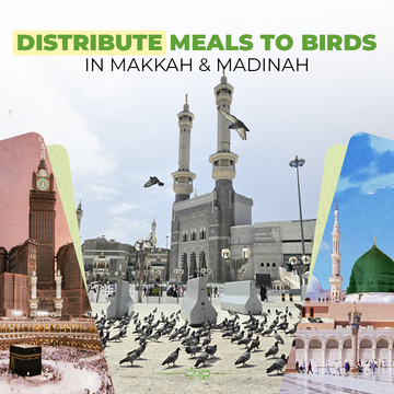 Distribute Meals To Birds In Makkah & Madinah